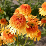 Double Orange Coneflower Seeds - Rare Hardy Perennial Pollinator Flower