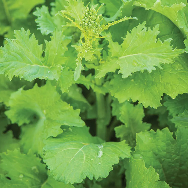 Broccoli Raab, Spring