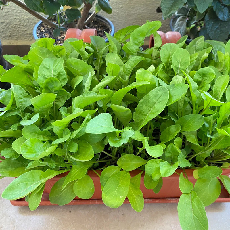 Baby Leaf Arugula Seeds