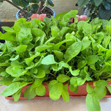 Baby Leaf Arugula Seeds