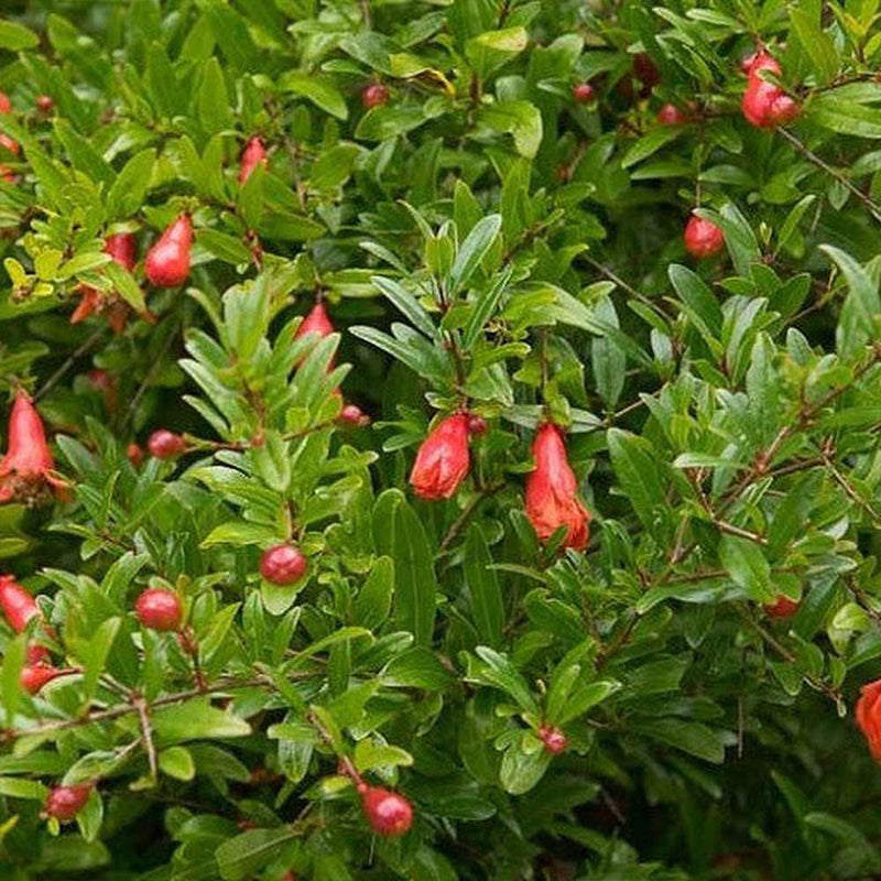 Dwarf Pomegranate