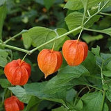 Cape Gooseberry Seeds Ground Cherry Rare Fall Fruit