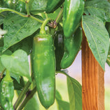 Pepper, Hot Jalapeno, Big Guy Hybrid