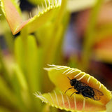 Semillas de Venus atrapamoscas Semillas de Venus atrapamoscas para plantar en el jardín de casa