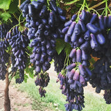 Último día 50% de descuento - Semillas de uva Sapphire de alta calidad - 98% de germinación