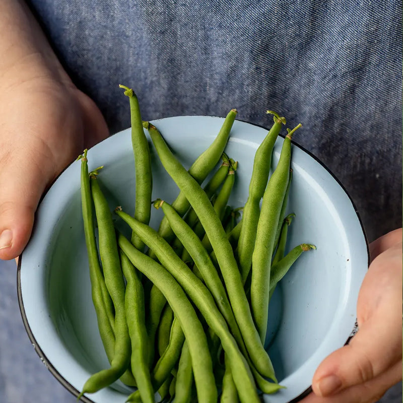 Bean, Pole Kentucky Blue