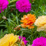 Semillas de rosa musgosa para plantar al aire libre Semillas de verdolaga raras Planta suculenta para cubrir el suelo Semillas de portulaca oleracea
