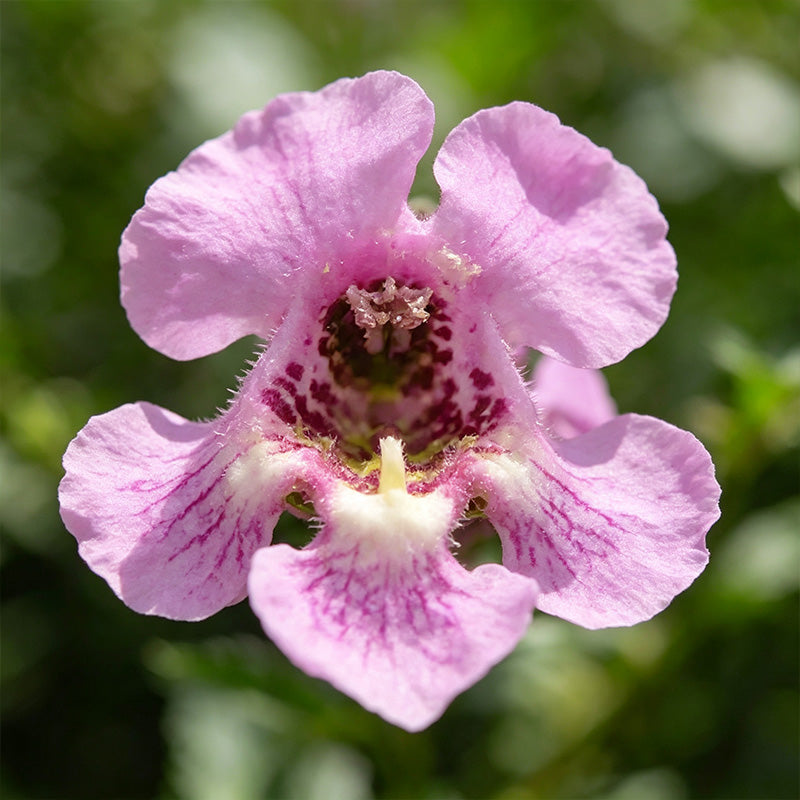 Light Pink Summer Snapdragon (Angelonia angustifolia) Seeds
