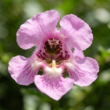 Light Pink Summer Snapdragon (Angelonia angustifolia) Seeds