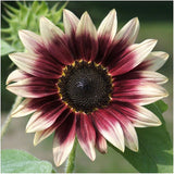 Strawberry Blonde Hybrid Sunflower Seeds