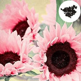 Midnight Oil Pink Sunflowers Seeds
