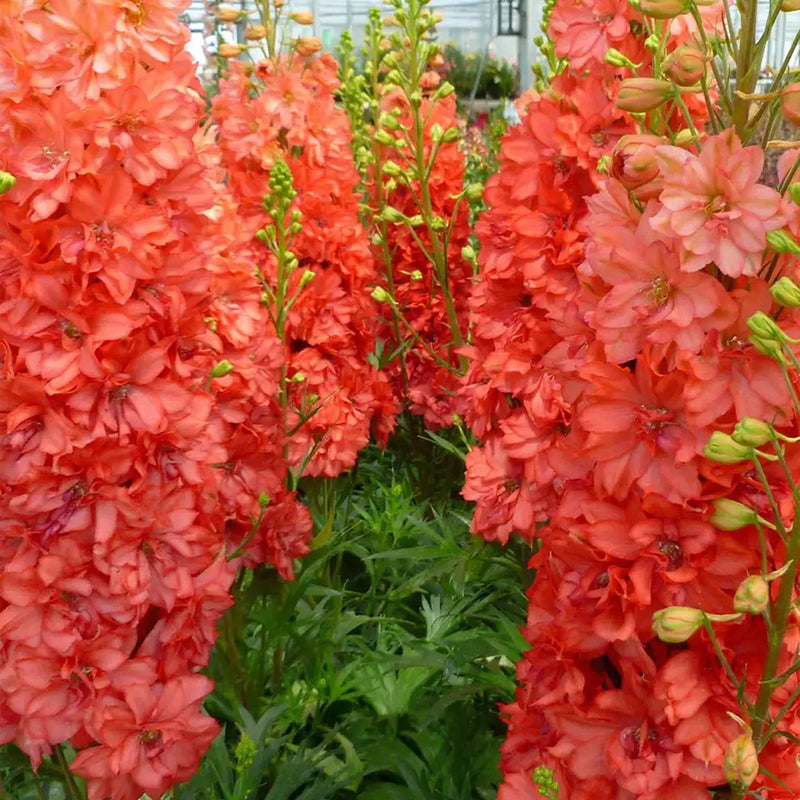 Delphinium, Red Lark
