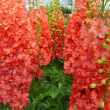 Delphinium, Red Lark