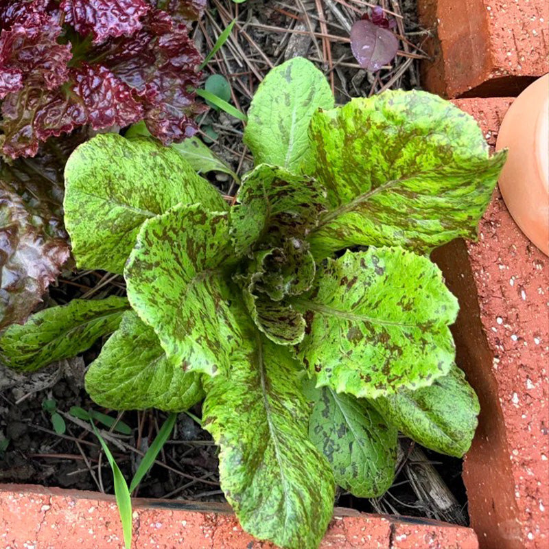Speckled Heirloom Lettuce Seeds