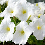 Annual Petunia Multiflora White Flower Seeds for Planting