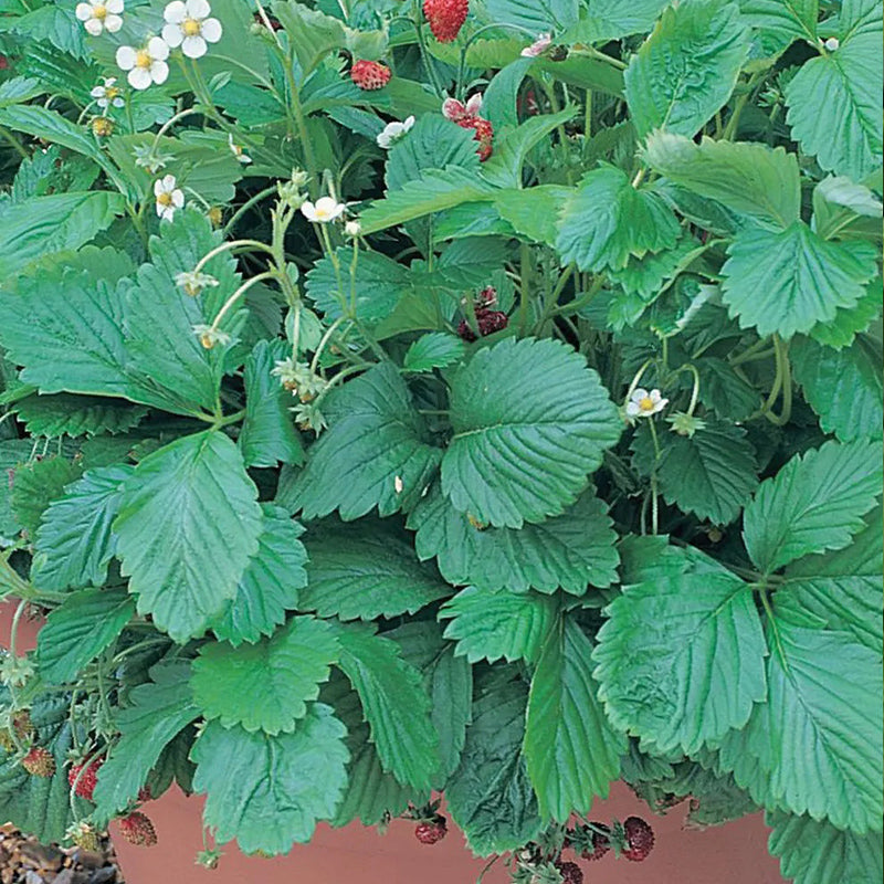 Semillas de fresas Mignonette