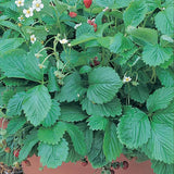 Semillas de fresas Mignonette