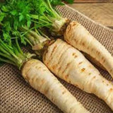 Semillas de chirivía