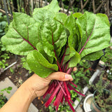 Rosy Stem Spinach Seeds
