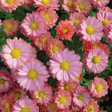 Garden Mum, Mammoth Daisy Coral