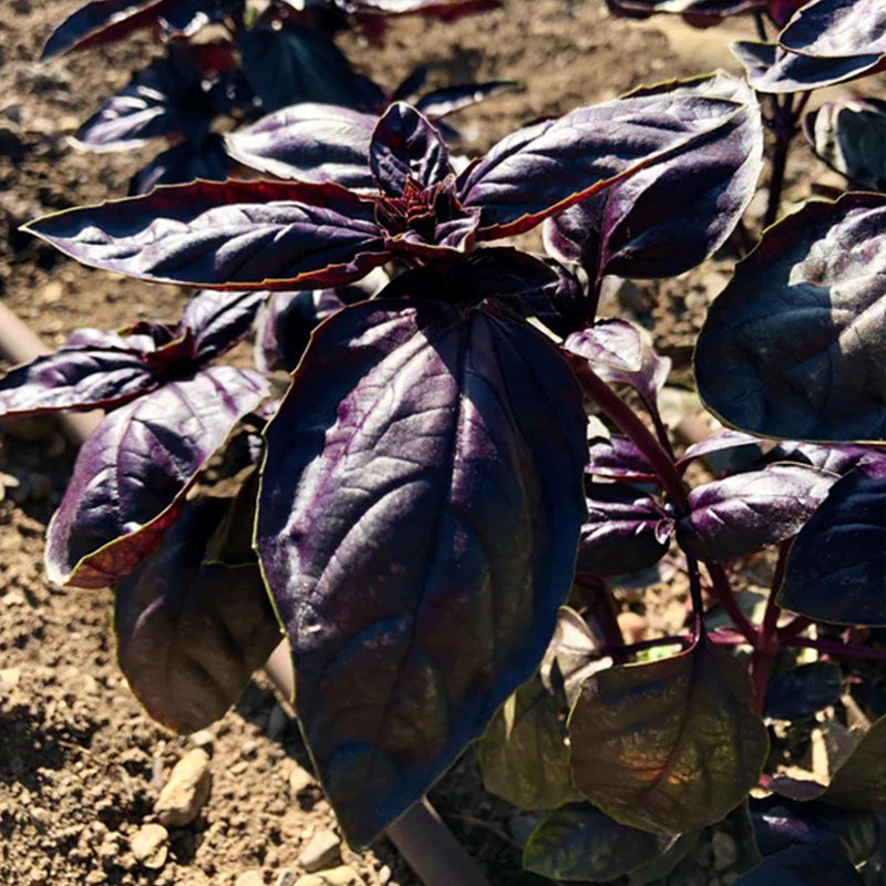 Albahaca morada mejorada con amatista