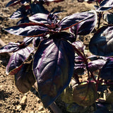 Albahaca morada mejorada con amatista