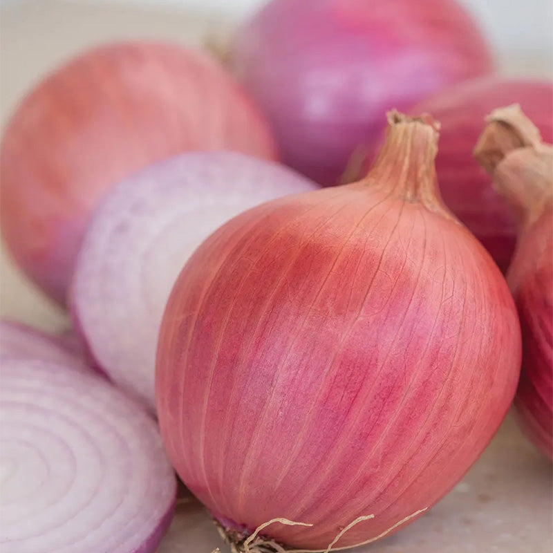 Onion Blush Hybrid
