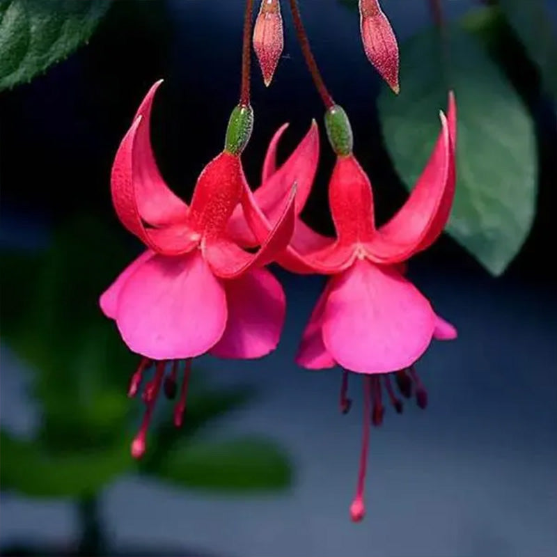 Fuchsia Hybrida Voss Seeds The fairy flower