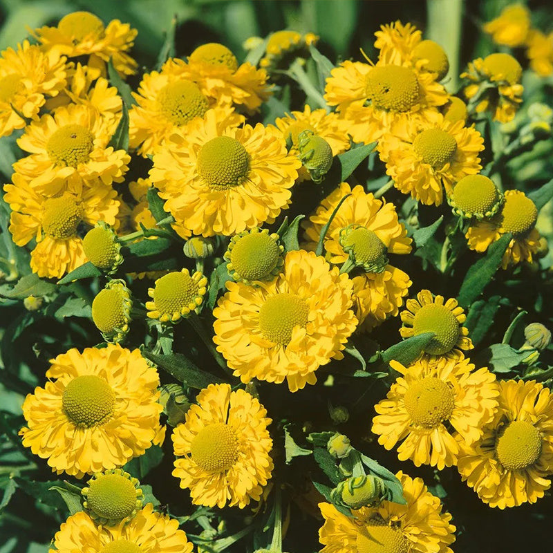 Yellow Helenium Sneezeweed Flower Seeds – Haiyiplants