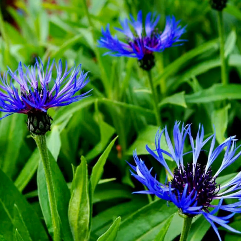Centaurea montana- Bachelor Buttons