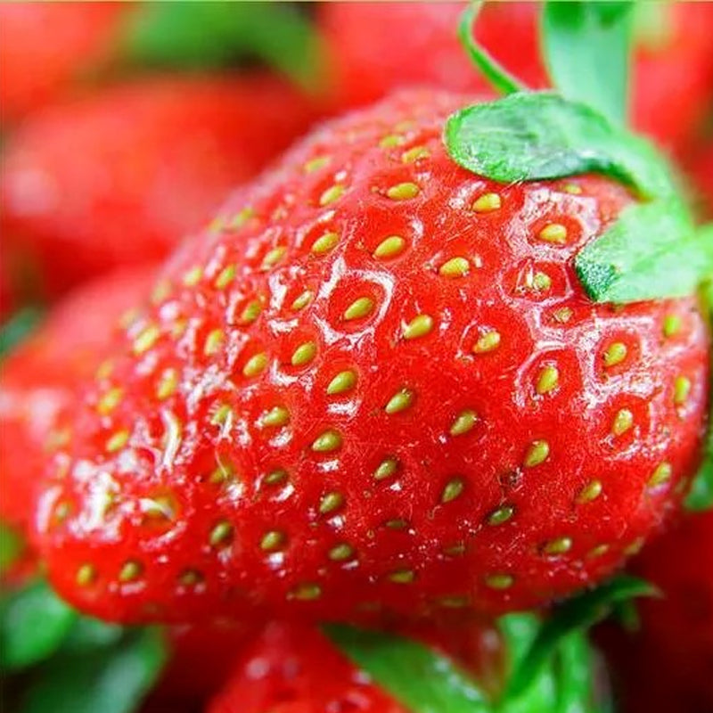 All-season Strawberry Seeds EverBloom Berries