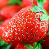 All-season Strawberry Seeds EverBloom Berries