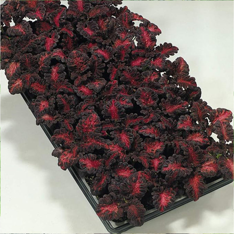 Annual Coleus Black Dragon Foliage Indoor Or Outdoor House Plant Flower Seed
