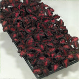 Annual Coleus Black Dragon Foliage Indoor Or Outdoor House Plant Flower Seed