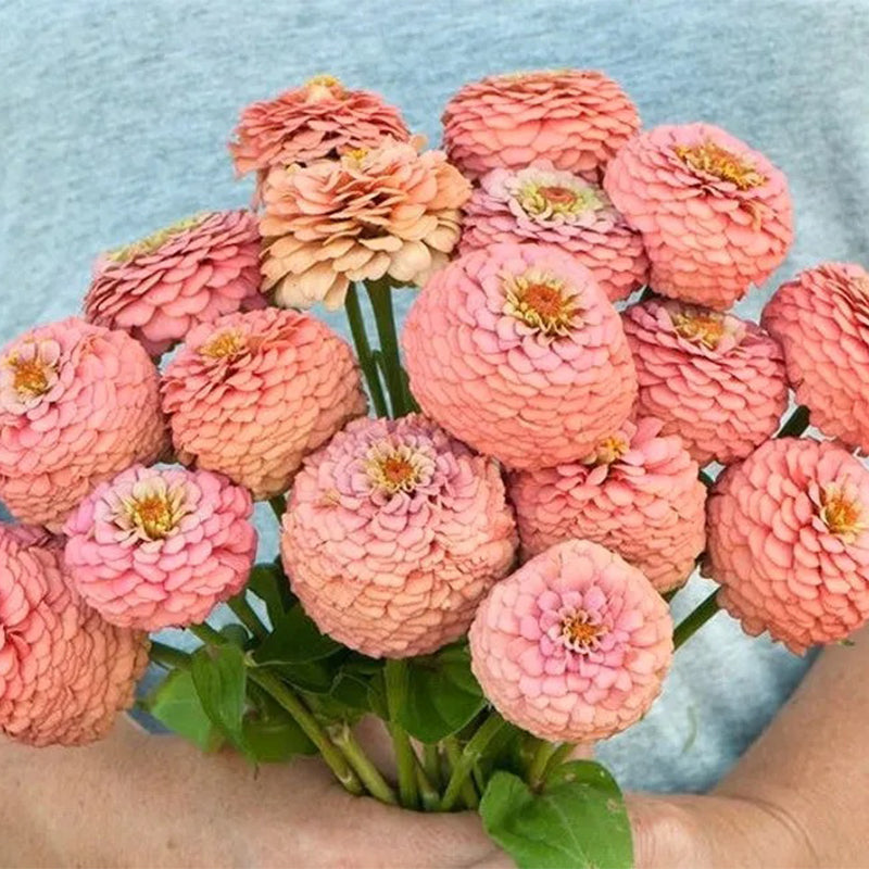 Giant Salmon Rose Zinnias Seeds