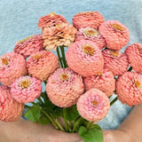 Giant Salmon Rose Zinnias Seeds