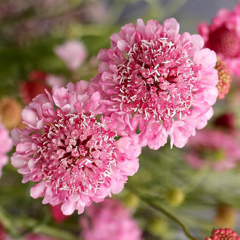 Semillas de flor de cojín de alfiler de escabiosa rosa perenne para plantar