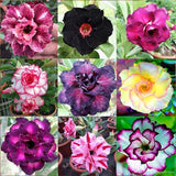 Semillas de rosa del desierto de colores variados para cultivar semillas de adenium obesum