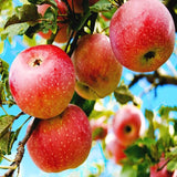 Semilla de manzana roja Planta perenne grande Arbusto gigante de interior para exterior