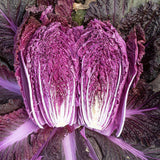 Heirloom Red Napa Cabbage Seeds