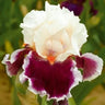 Multi-Varieties Iris Fall Planting