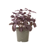 Dark Opal Basil Seed