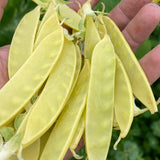 Blue-Flowered Golden Snow Pea Seeds