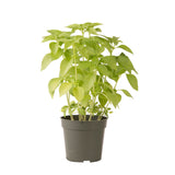 Mrs. Burns' Lemon Basil Seed