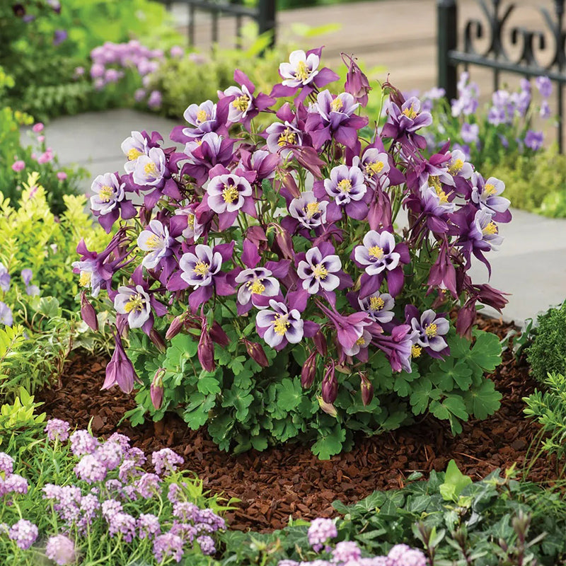 Columbine, Early Bird Purple & White