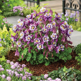 Columbine, Early Bird Purple & White