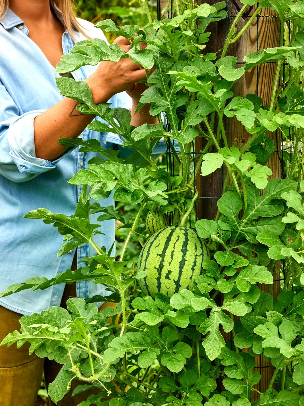 Watermelon, Mini-Me Hybrid