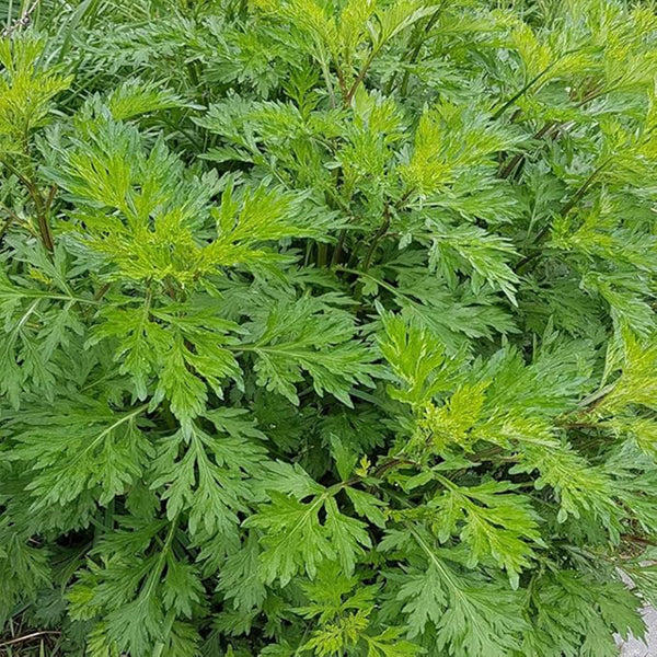  Perennial Mugwort Herb Garden Seeds for Planting