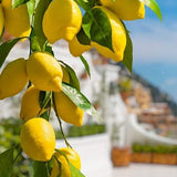 Semillas de árbol bonsái de limón enano Cultiva un delicioso árbol bonsái que da frutos