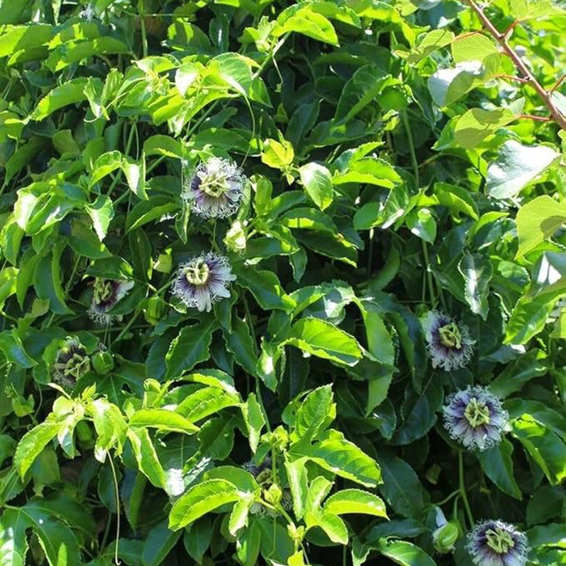 Semillas de flores de maracuyá para plantar